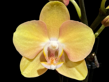 Phalaenopsis OX Manet