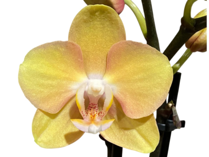 Phalaenopsis OX Manet