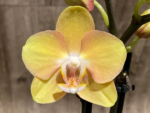 Phalaenopsis OX Manet