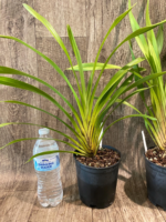 Cymbidium parishii 'Emma Meninger' 4N x self (5" pot) - Image 4
