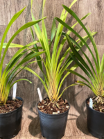 Cymbidium parishii 'Emma Meninger' 4N x self (5" pot) - Image 5