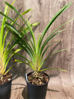 Cymbidium parishii 'Emma Meninger' 4N x self (5" pot) - Image 6