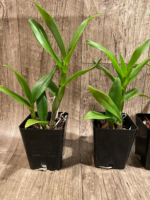 Dendrobium Popeye (3.5” pot) - Image 2