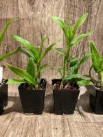 Dendrobium Popeye (3.5” pot) - Image 3