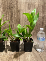 Dendrobium Popeye (3.5” pot) - Image 4