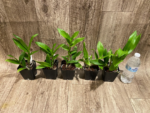 Dendrobium Popeye (3.5” pot) - Image 5