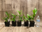Dendrobium Popeye (3.5” pot) - Image 6