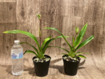 IN SPIKE Phragmipedium Quintal's Twilight (QF Quintal Bang × twilight) (4" pot) - Image 2
