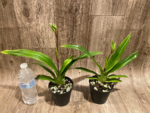 IN SPIKE Phragmipedium Quintal's Twilight (QF Quintal Bang × twilight) (4" pot) - Image 3