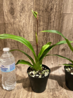 IN SPIKE Phragmipedium Quintal's Twilight (QF Quintal Bang × twilight) (4" pot) - Image 4