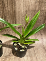 IN SPIKE Phragmipedium Quintal's Twilight (QF Quintal Bang × twilight) (4" pot) - Image 5