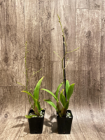 In Spike Oncidium Sweet Ears 'Big Shot' (3.5” Pot) - Image 2