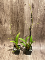 In Spike Oncidium Sweet Ears 'Big Shot' (3.5” Pot) - Image 3