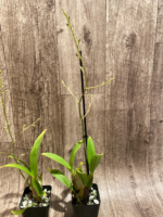 In Spike Oncidium Sweet Ears 'Big Shot' (3.5” Pot) - Image 5