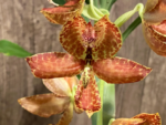 Cycnoches Cygnus Atratus 'lo' x Cyc. barthiorum 'Jungle Mist Freckles' AM/AOS