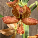 Cycnoches Cygnus Atratus 'lo' x Cyc. barthiorum 'Jungle Mist Freckles' AM/AOS
