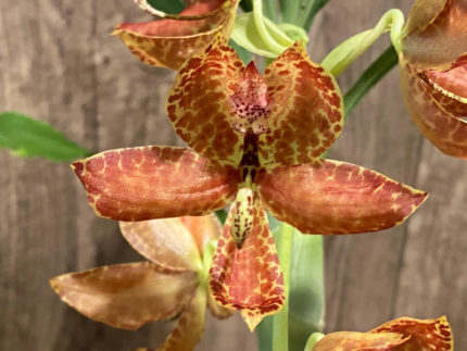 Cycnoches Cygnus Atratus 'lo' x Cyc. barthiorum 'Jungle Mist Freckles' AM/AOS