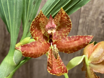 Cycnoches Cygnus Atratus 'lo' x Cyc. barthiorum 'Jungle Mist Freckles' AM/AOS