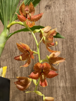 Cycnoches Cygnus Atratus 'lo' x Cyc. barthiorum 'Jungle Mist Freckles' AM/AOS
