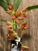 Cycnoches Cygnus Atratus 'lo' x Cyc. barthiorum 'Jungle Mist Freckles' AM/AOS