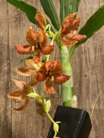 Cycnoches Cygnus Atratus 'lo' x Cyc. barthiorum 'Jungle Mist Freckles' AM/AOS (2” pot) - Image 4