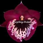 Miltoniopsis Mario Van Peebles 'Black Falls'