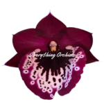 Miltoniopsis Mario Van Peebles 'Black Falls'