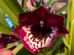 In Spike Miltoniopsis Mario Van Peebles 'Black Falls' (3.5” pot) - Image 3