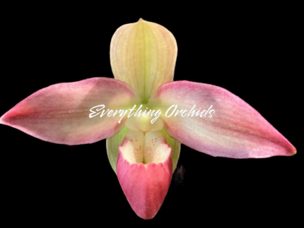 Phragmipedium Kelly Nash (Eric Young × fischeri)