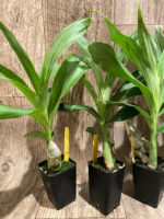 Cycnoches Jumbo Copper (warscewiczii x cooperi 'Copper') (2” pot) - Image 4