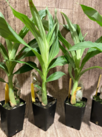 Cycnoches Jumbo Copper (warscewiczii x cooperi 'Copper') (2” pot) - Image 5