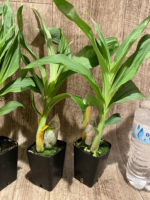 Cycnoches Jumbo Copper (warscewiczii x cooperi 'Copper') (2” pot) - Image 6
