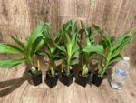 Cycnoches Jumbo Copper (warscewiczii x cooperi 'Copper') (2” pot) - Image 7