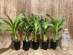 Cycnoches Jumbo Copper (warscewiczii x cooperi 'Copper') (2” pot) - Image 8