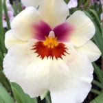 In Spike Miltoniopsis Arthur Cobbledick 'Springtime' HCC/AOS (3.5" Pot)