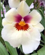Double Spikes Miltoniopsis Arthur Cobbledick 'Springtime' HCC/AOS (3.5" Pot)
