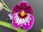Triple Spikes Miltoniopsis Hajime Ono (3.5" Pot) - Image 2