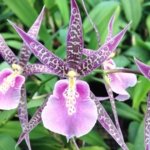 Double Spikes Fragrant Miltassia Charles M. Fitch 'Izumi' (3.5" pot)