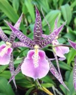 Double Spikes Fragrant Miltassia Charles M. Fitch 'Izumi' (3.5" pot)