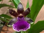 In Spike Zypgopetalum Jumpin Jack (3.5" pot) - Image 2