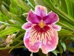 In Spike Miltoniopsis Martin Orenstein 'Shirley P' (3.5" Pot)