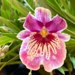 In Spike Miltoniopsis Martin Orenstein 'Shirley P' (3.5" Pot)
