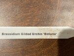 IN SPIKE Brassidium Gilded Urchin 'Ontario'  (3.5” Pot) - Image 10