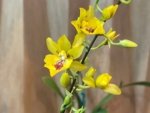 Oncidesa Hwuluduen Chameleon (3.5” Pot)