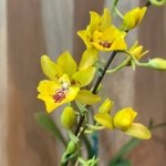 Oncidesa Hwuluduen Chameleon (3.5” Pot)