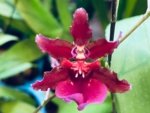 In Spike Fragrant - Oncidium Sharry Baby ‘Red Fantasy’ (3.5” Pot)