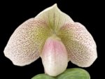 Paphiopedilum Nivarose (paph. sukhakulli x paph. niveum) (2” Pot)