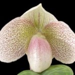 Paphiopedilum Nivarose (paph. sukhakulli x paph. niveum) (2” Pot)
