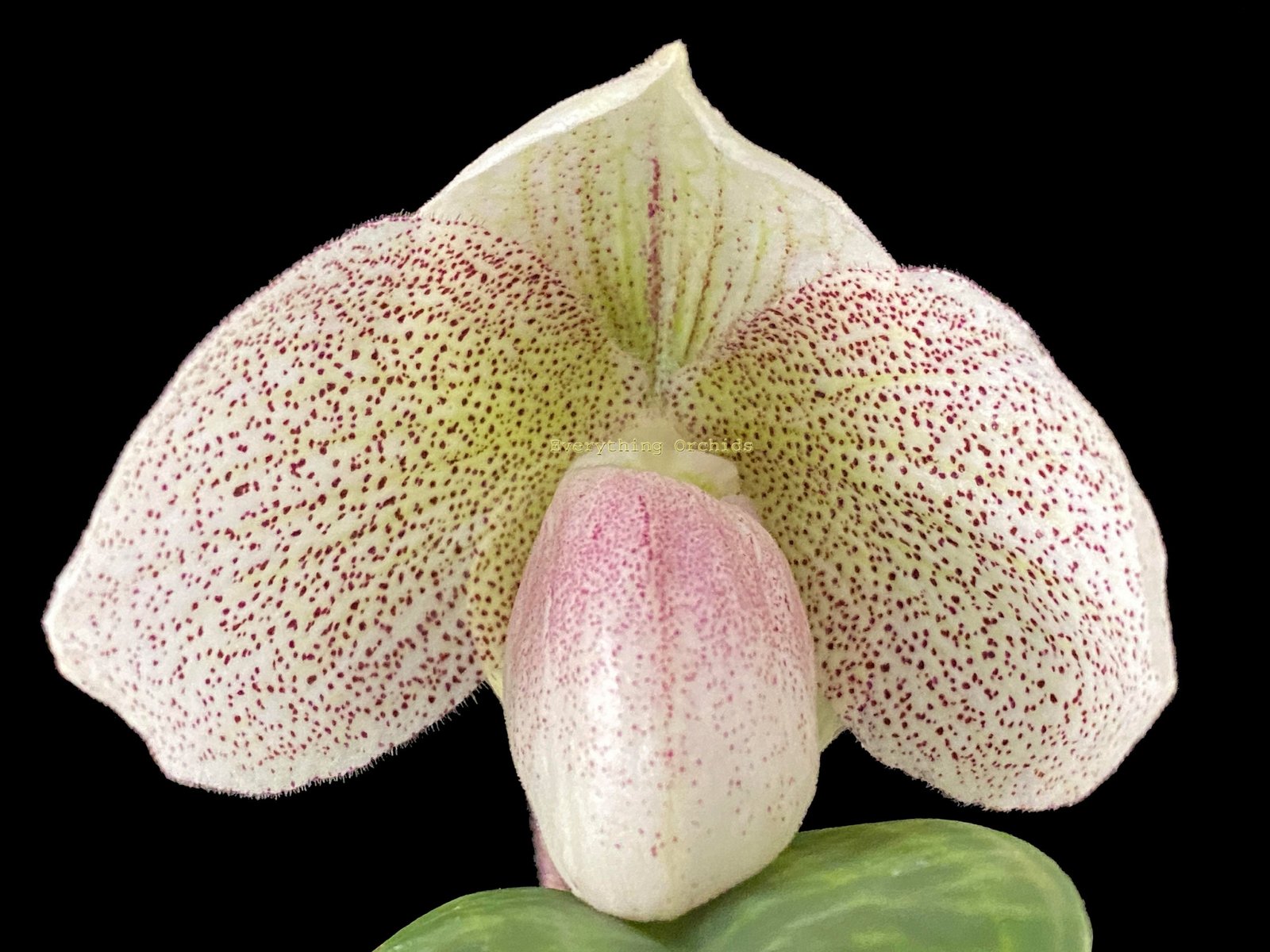 il_fullxfull.4139670371_3dpx.jpg Paphiopedilum Nivarose (paph. sukhakulli x paph. niveum) (2” Pot) - Image 1