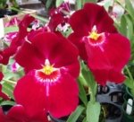 Miltoniopsis Bert Fields 'Eileen’ AM/AOS (3.5" Pot)